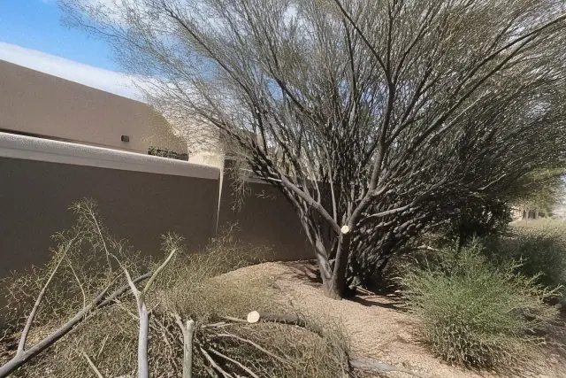 Precision cuts on a dense tree crown with a chainsaw at a job site in Tucson, AZ, surrounded by desert scrub.