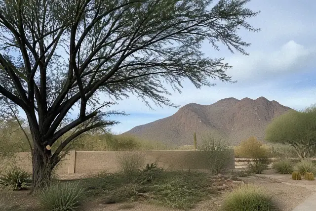 Precision pruning of a dense tree crown in a Sonoran desert landscape in Marana, AZ.