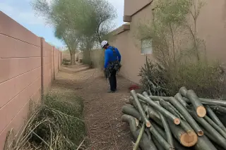 Arborist in climbing gear inspecting cleaned mulch and stacked wood in a narrow Tucson, AZ yard.