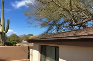 Trimmed tree canopy above a shingled roof and saguaro cactus in a residential yard in Tucson, AZ.